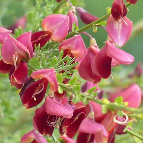 2 x Ginestra 'Boskoop Ruby' / Cytisus | Piccolo arbusto resistente - Rosso - 2 piante perenni da fiore | 2 vasi da 1,5 litri