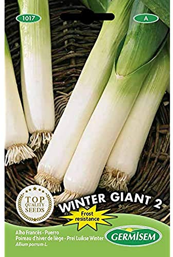 Germisem graines Poireau d'hiver de liège WINTER GIANT 2