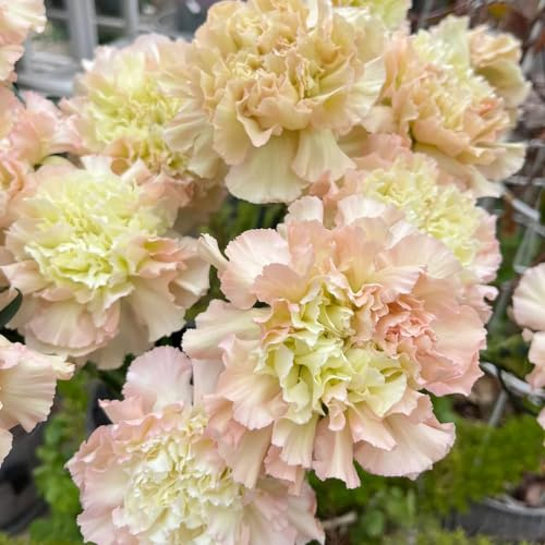 400 pcs nelken samen winterhart, alte sorten saatgut, bio samen,bartnelken samen (Dianthus caryophyllus) winterharte blumen, garden flower seeds, pflanzen für garten bienenblumen