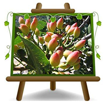 Pistacchio (Pistacia Vera) Femelle Napolitain - Plante fruitière sur vase en phytocellule - arbre max 120 cm …