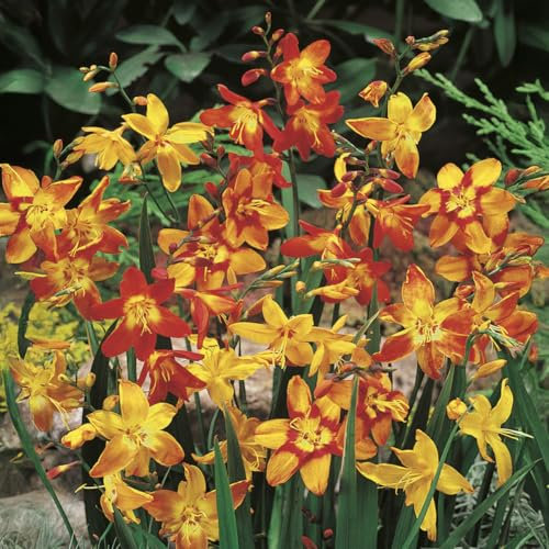 Bloomique - Mélange de 40 - Crocosmia - Montbretia - Mélange de Couleurs - Bulbes à Fleurs - Floraison d'Été - Rustique - Plantes Vivaces - Pousse jusqu'à 60-90 cm