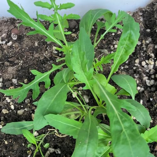 Rúcula - resistentes jardines de rocas semillas de rúcula Compre invierno, jardín variedades antiguas y raras verdes 225semillas