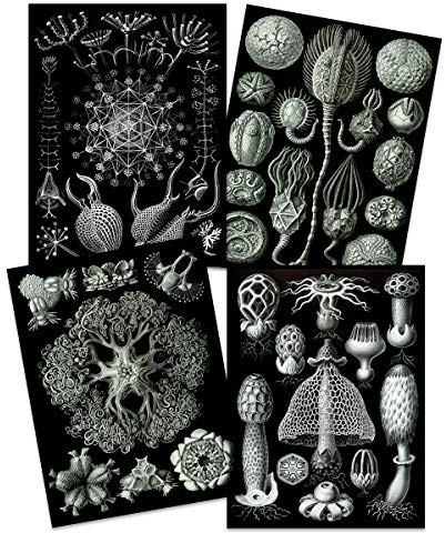 Artery8 Ernst Haeckel Kunstformen Der Natur Plates Nature Vintage Biology Black White Art Print Poster Home Decor Premium Pack of 4