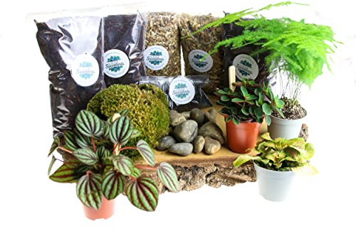 Terrarium Starter Kit Large, Complete Kit with Live Plants and Moss Included