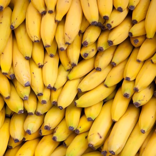 120 piezas semillas banano perennes resistentes, de jardin para hombres plátano resistente, exóticas resistentes