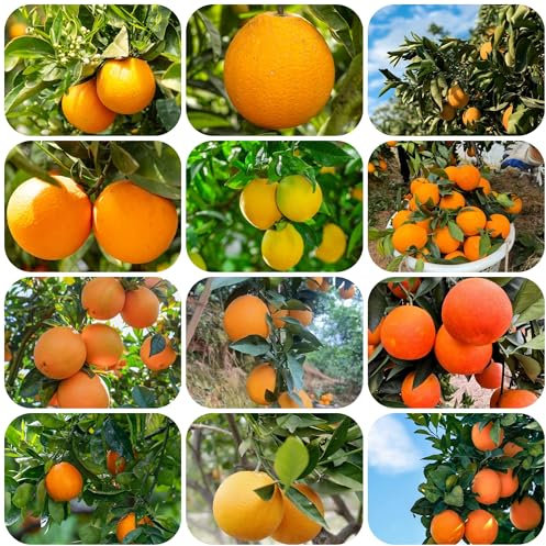 saftorangen bio orangen samen, Orangenbaum samen obstbäume schattenpflanzen Obstbaugebiet stauden baum samen hohe Keimrate Bergpflanzung obst samen freiland frisches Apfelsine 20pcs