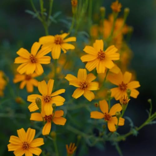 semillas de caléndula tagetes orgánicas de para bancales elevados comprar caléndula para balcón cortadas silvestres balcón silvestres 200pcs
