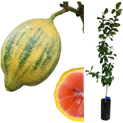 Planta Frutal Limonero Eureka limon variegado rosa. Pink Lemonade Lemon. Valor decorativo, es apreciado por su aroma intenso. Altura de 90-100 cm. Segura Garden.