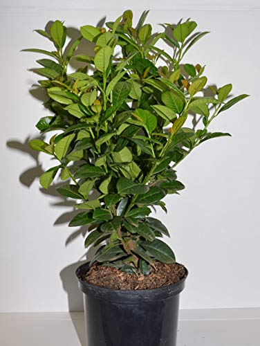 immergrüner Kirschlorbeer Prunus laurocerasus Ani -R- 40-60 cm hoch im 5 Liter Pflanzcontainer