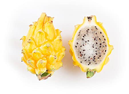 Fresh sweet yellow pitahaya - yellow dragon fruit - Sourced from Ecuador by My Exotic Fruit