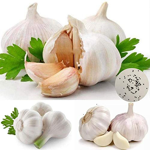 50Pcs Garlic Seeds Fresh Strong Fragrant Edible Seasoning Plants Vegetable Seedslings for Kitchen - Garlic Seeds - Flower Seeds Vegetable Seeds Fruit Seeds Garden Plant Seeds