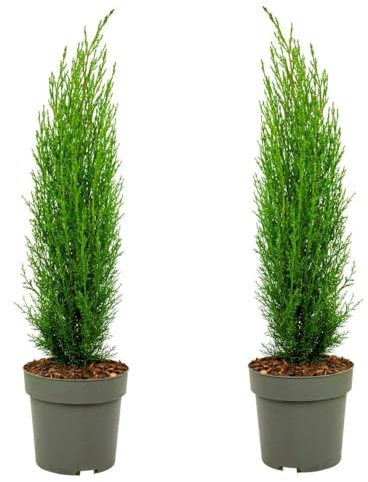 Plant in a Box - Cyprès de Toscane 'Totem' - Pokon - Set de 2 - Cupressus sempervirens - Pot 19cm - Hauteur 60-80cm