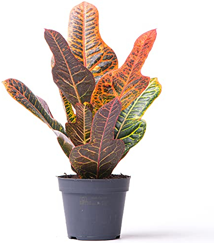 Codiaeum Variegatum Excellent - Croton | Plante d'intérieur pour le Bureau à Domicile (35 à 45 cm pot inclus)