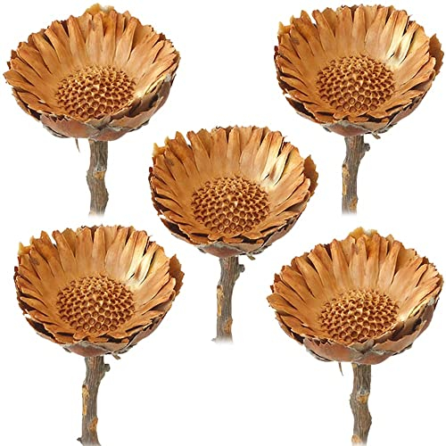 matches21 HOME & HOBBY Protea Trockenblumen orange Gebleicht - 5er Set echte afrikanische Zuckerbüsche als getrocknete Naturdeko - Trockenpflanzen mit großen Blüten als Boho Tisch-Deko zum Basteln
