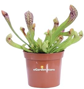 Pianta Carnivora Mangia Insetti pianta da interno pianta ornamentale vera da arredo interno venduta da eGarden.store (Sarracenia Judith)