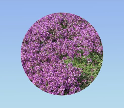 500 Graines de fleurs rampantes thym rampant serpolet - vivace Couvre - sol fleur massif bordure