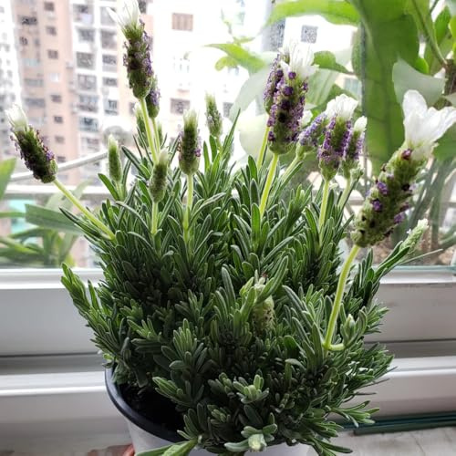Semi di lavanda biologici, lavandula angustifolia biologici, lavanda resistenti perenni autunnali resistenti, selvatiche rare, 300pcs