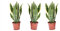Plant in a Box - Sansevieria 'Futura Superba' - 3er Set - Zimmerpflanzen - Gelblicher Bogenhanf - Pflegeleicht - Topf 12cm - Höhe 35-40cm