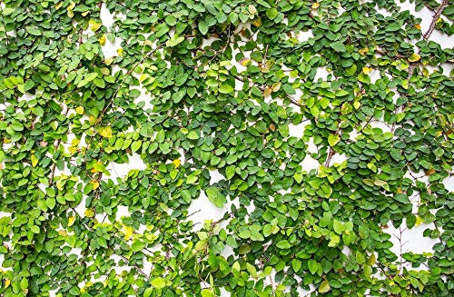 ScoutSeed Ficus Pumila 10 semi, Fico rampicante, Fico rampicante - Copre Tutto