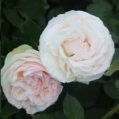 Heirloom Roses Rose Bush - White Eden Climber® Live Own Root Rose Plant for Outdoor Planting