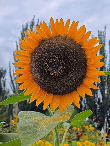 55 graines de tournesol à planter - 152,4 à 222,4 cm avec des fleurs jaunes géantes - Tournesols cultivés dans votre jardin extérieur - Borders Plantes de fleurs artificielles Attract Abeilles et