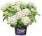 Hortensia Blanca Natural Ideal para Crear Espacios Verdes en Casa