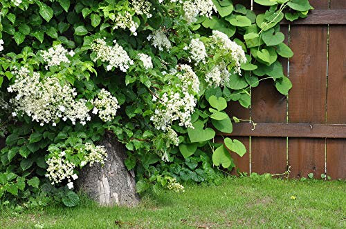 Grow Your Secret Garden Climbing Hydrangea Seeds