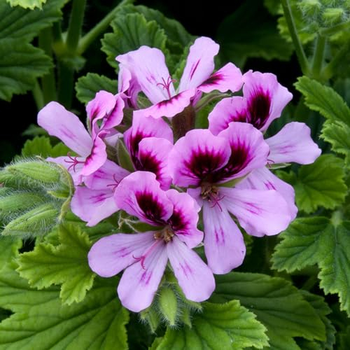 Carbeth Plants - Orange Fizz Scented Geranium - Pelargonium in 10.5cm Pot - Fragrant Foliage with Flowers in Spring & Summer