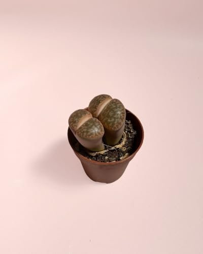 Lithops Rubra - Piedra Viva | Plantas Naturales | Pur Plant