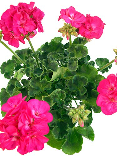 Geranie pink-violett - Traditionelle Balkonpflanzen