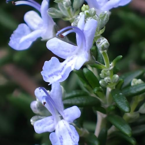 semi di rosmarino biologici, esotiche da balcone prodotti sostenibili resistenti verdi vecchie varietà giardino selvatiche 600pcs