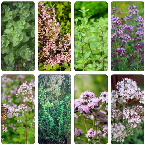 Semi di maggiorana - biologiche balcone serra da giardino roccioso selvatiche, resistenti giardino aromatiche 550pcs