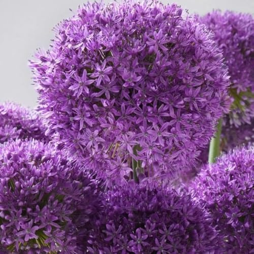 ajo ornamental puerro gigante jardín primavera prado abejas resistentes para jardines rocas balcón silvestres bulbos temprana 6pcs