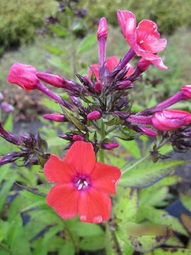 Phlox paniculata Orange - Hohe Flammenblume Verpackungseinheit 3