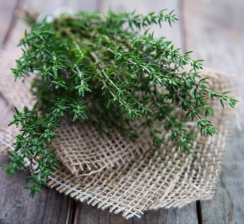 300 Semi di Timo, Thymus Vulgaris, pianta perenne, Erba Aromatica per Cucina ricca di benefici