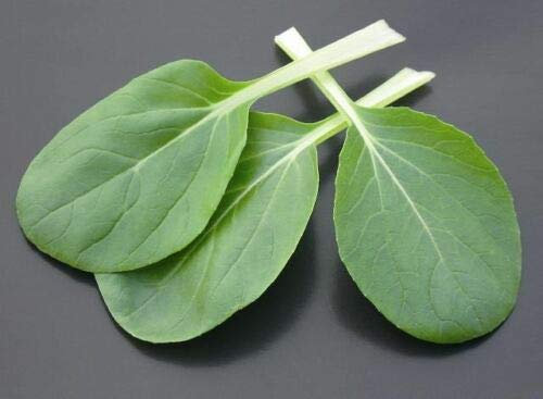 200 Seeds of Vegetable Pak Choi Canton Dwarf