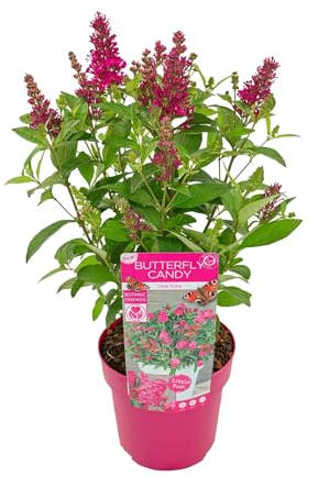 Bloomique - Buddleja Butterfly Little Ruby - Schmetterlingsflieder - Gartenpflanzen - Winterhart - 30-40 cm Hoch - Topf 19 cm