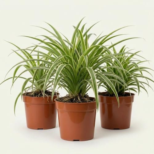 Grünlilie | 3er-Set | Chlorophytum | ca. 40-50 cm | ø 12-15 cm Topf | Pflegeleichte Zimmerpflanzen für Wohnung und Büro | Qualität vom Pflanzen Profi | Ideale Raumbegrünung