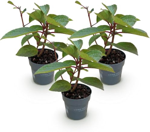 Hortensia Living Infinity, para Jardín, Blanco, Pack de 3, 20-30 cm