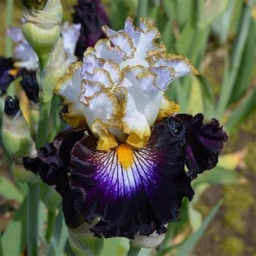 Iris bulbi/miste/Radici selezionate di hosta/resistenti al freddo e alla siccità/adatte per la decorazione di giardini e balconi【NVNJHJN】-6 bulbi-E