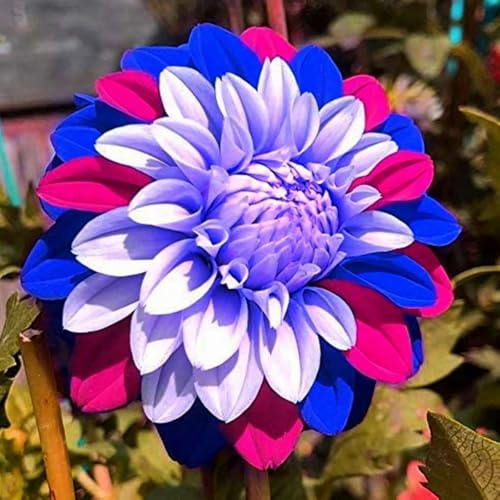 Cuidado fácil, Rizomas Dalias, Multicolor, Muy Abejos, Jardín, Top Dalias Resistentes, Habitaciones Purificadoras De Aire -10bulbos-I