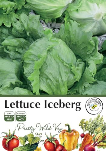 Lettuce Iceberg Seeds in Pictorial Packet - 1500 Seeds