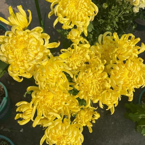 Crisantemi rampicanti Aiule rialzate per il giardino da giardino roccioso rampicante rara recisi da balcone di biologiche esterno 750semi