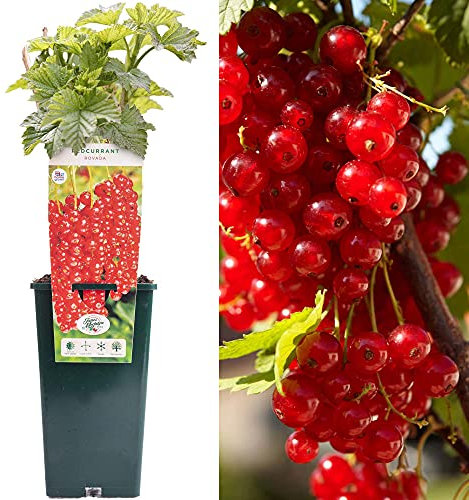 Redcurrant Ribes Rovada | Compact Deciduous Fruit Plant | 30-50cm Potted