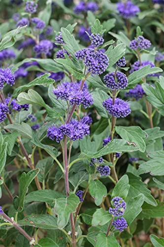 Caryopteris clandonensis 'Grand Bleu' 15–20 cm – Winterhart, Mehrjährig, Pflegeleicht – Bartblume – Zierstrauch für Beet & Kübel