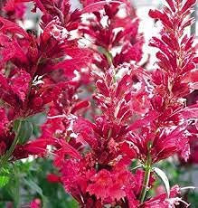 50 pezzi di semi di fiori di issopo Red Queen Agastache:Seeds only