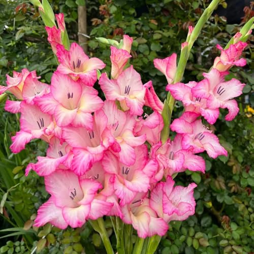 Bombilla de gladiolos,perennes resistentes,para balcón,en macetas,regalos originales de jardín,fácil de plantar.9pcs