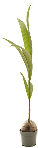 Planta Palmera Cocotera natural en maceta de Ø19cm (altura total aproximada 130cm) Verdecora