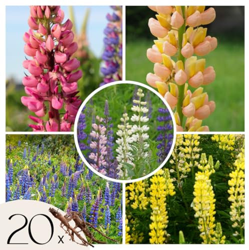 Plant in a Box - Lupinus Mix - Lupin - Set med 20 perenner med barrot - Sommarblommande växter för trädgård och rabatter