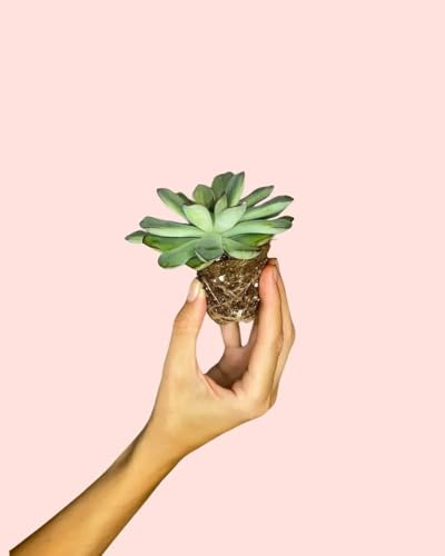Echeveria Pulidonis Suculenta Mini | Plantas Naturales | Pur Plant